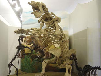 Esqueleto no Museu de Zoologia da USP no Bairro Ipiranga