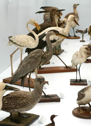 Fosseis no Museu de Zoologia da USP no Bairro Ipiranga