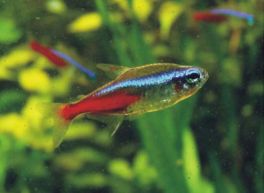 Peixe Neon no Aquário de São Paulo no Ipiranga